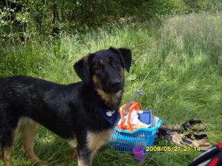 Schäferhund-Labrador-Mix Chayenne