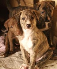 Wunderschöne Windhund-Mischlingswelpen abzugeben