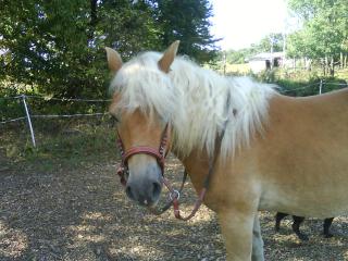 Verkaufe Haflinger, 3 Jährig