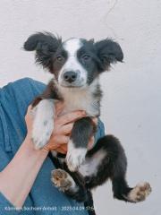 Australian Shepherd Welpen