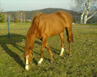 Tolles Freizeitpferd sucht ganz dringend ein neues Zuhause