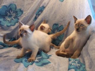 3 süsse Katzen Si-Rex Baby - Kitten Siam / Cornish Rex - Blue Point geimpft