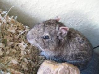 DEGU Männchen 4 Jahre alt