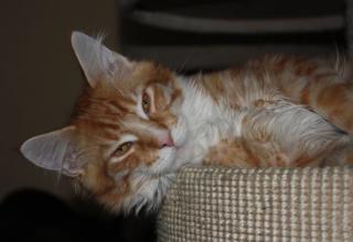 Maine Coon Kater in red-tabby-mc. -white