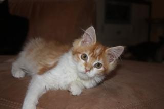 Maine Coon Mädchen in red-tabby-mc. -white