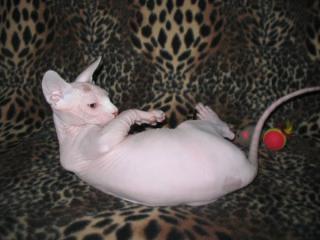 Canadische Sphynx, Luxus Katzenbabys mit Papiere