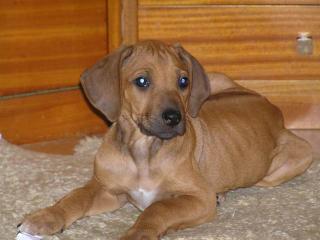 Rhodesian Ridgeback Welpen