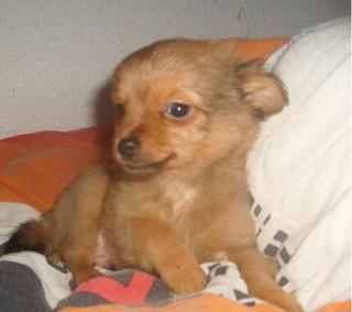 Chihuahua Welpen LH, 2 Rüden, 1 Hündin