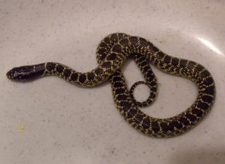 Lampropeltis getula splendida