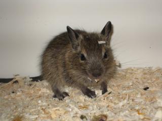 Degu Jungtiere