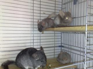 Chinchillababys