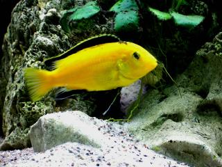 Labidochromis yellow Gruppe