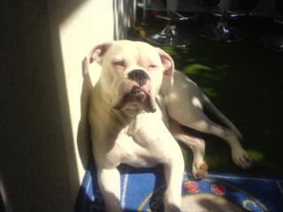 Albino Boxer mit blauen Augen