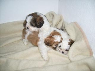 Malteser Shih Tzu Mischling - Welpe