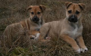 Hübsche Siberian Ridgebacks ab sofort abzugeben