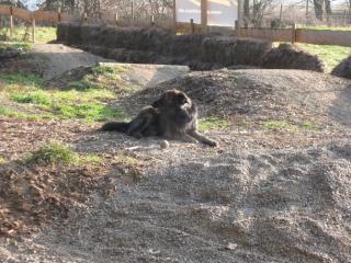 Wir möchten in den Urlaub und suchen jemanden für unseren Hund