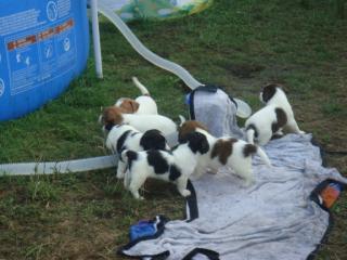 6 süße Jack Russel Welpen suchen ein neues Zuhause