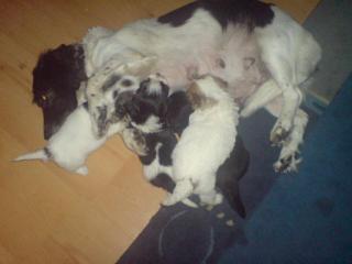 Jack Russel Pudel Mix welpen