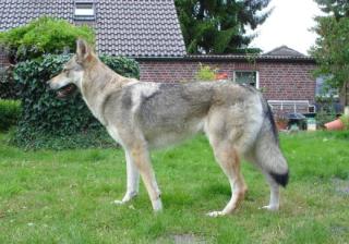 Tschechoslowakischer Wolfshund Welpen