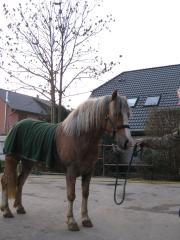 Super schicke Haflinger Stute mit silber Mähne