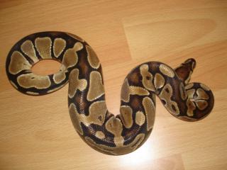 Python Regius BOCK