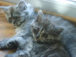 Main Coon Perser Mix Babys