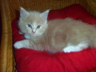 Traumhaftschöne Maine Coon Kitten