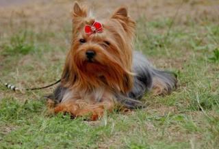 Wegen Zuchtverkleinerung Erwachsene Yorkshire Terrier