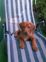 Rhodesian Ridgebackwelpen / South African Hunter Kennel