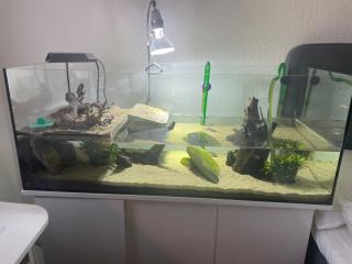 2 Wasserschildkröten mit Aquariumschrank und Zubehör