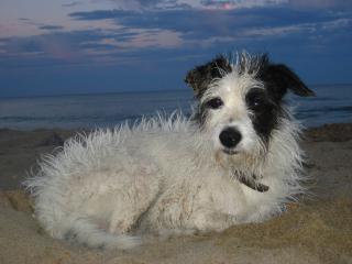 Deckrüde Parson Russel Terrier