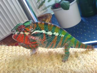 Pantherchamäleon, Furcifer Pardalis