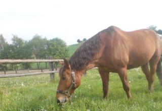 Reitbeteiligung für Western-Freizeit Reiten gesucht