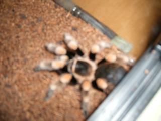 Brachypelma Smithi subadult zu verkaufen