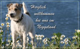 Parson Russell Terrier /Züchter www. vomNiggeland. de in NRW/GT