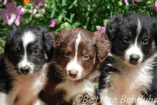 3 kleine Musketiere suchen Lebensstellung