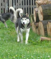 Huskys vom Klostertal planen einen Wurf Showlinie