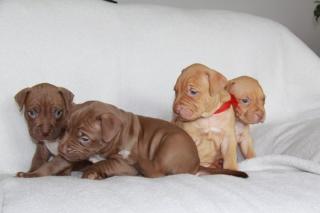 Pit Bull Red Nose Welpen