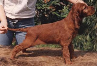 IRISH SETTER - süße Welpen mit FCI Stammbaum