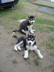 Alaskan Malamute