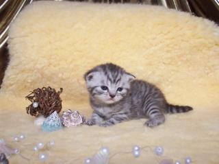 5 Wunderschöne, BKH-Tabby Babys