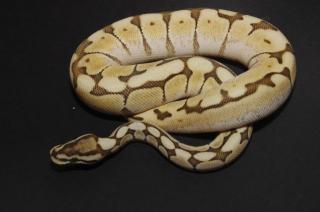 Python regius Butterpastel, Lesser, Lesserbee, Spider, Pastel