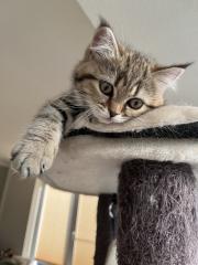 BKH Kitten Golden Tabby Spoted