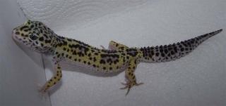 Leopardgecko Weibchen Mack Snow