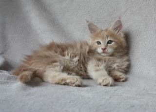 Knuffige und verschmuste Maine Coon Babies in creme und blue