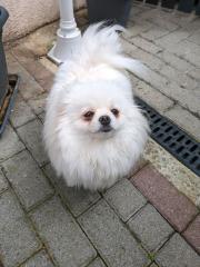 Weiße Pomerania Boo Hündin