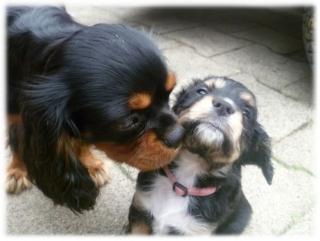 Cavalier King Charlles Spaniel Mix Welpen