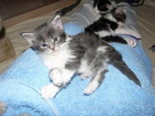 Maine Coon Babys