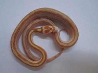 Kornnatter Butter Striped / Butter Motley / Lampropeltis p. pyromelana / Python