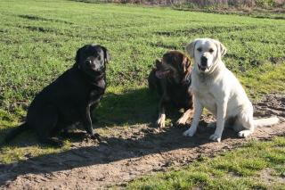 Labradorwelpen in allen Farben